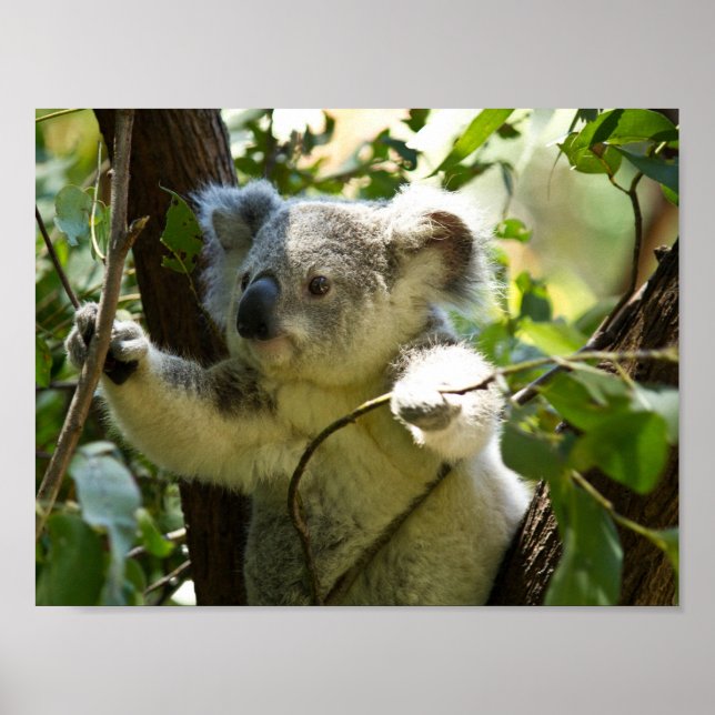 Poster Urso coala interior australiano arbusto árvore flo (Frente)