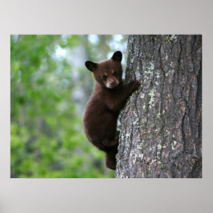 Pôster Urso Cub de escalada