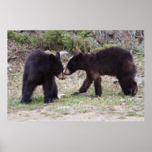 Pôster Urso Cubs preto