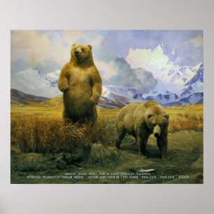 Pôster Urso de Alaska Brown