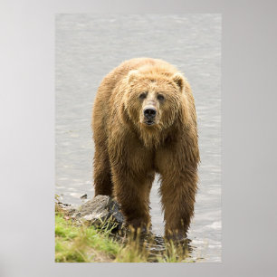 Poster Urso de Brown