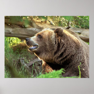 Pôster Urso de Brown