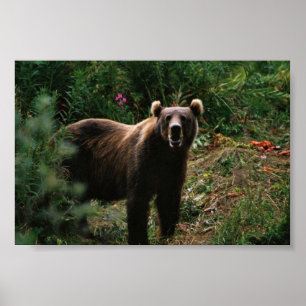 Poster Urso de Brown do Kodiak
