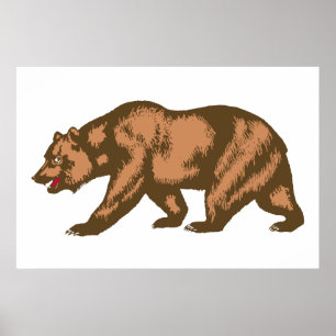 Pôster Urso de Califórnia