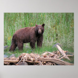 Poster Urso de canela