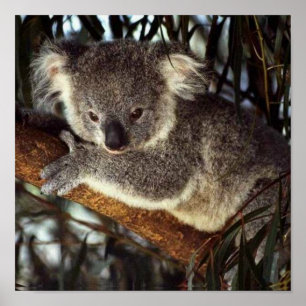 Pôster Urso de Koala