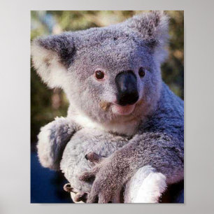 Poster Urso de Koala que guardara um urso de Koala