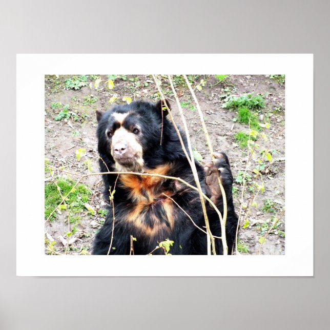 Pôster Urso-de-óculos (Frente)
