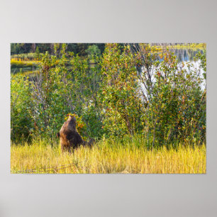 Poster Urso de Teton comendo frutas silvestres, Wyoming
