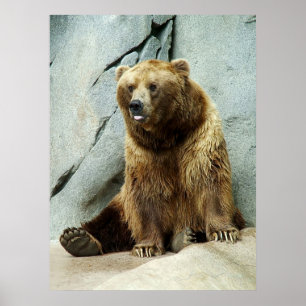 Pôster Urso de urso