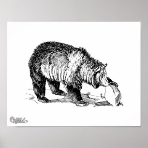 Pôster Urso de urso