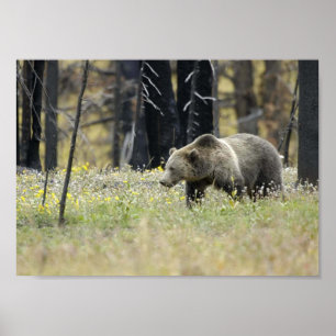 Pôster Urso de urso no campo