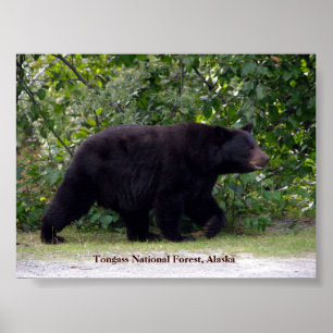 Poster Urso do Alasca