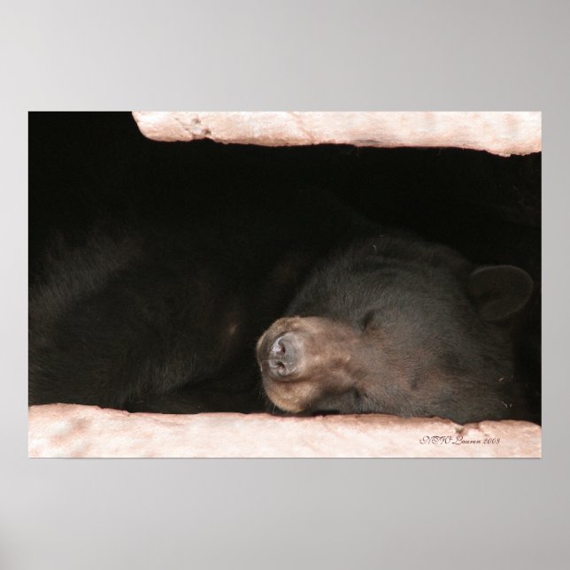 Pôster Urso Dormindo 2 (Frente)
