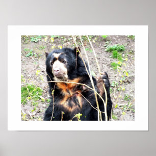 Pôster Urso espetacular