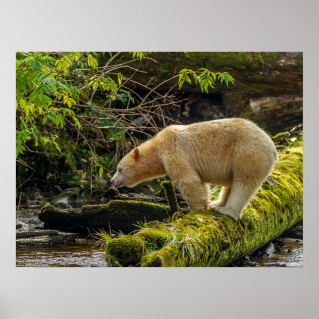 Poster Urso Espírito Branco (Frente)