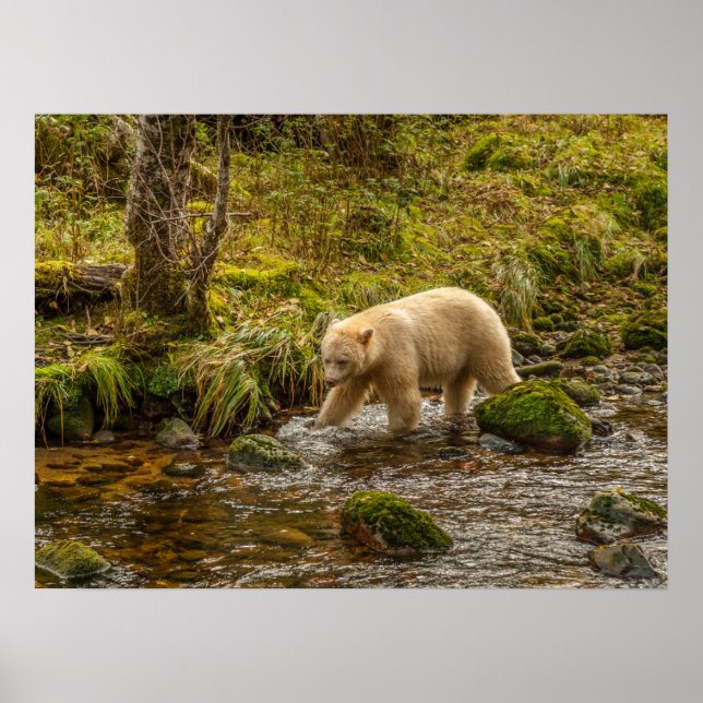 Poster Urso Espírito Branco caça peixes no Riordan Creek (Frente)