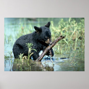 Pôster Urso-filhote preto no pântano do verão