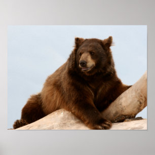 Pôster Urso Grande Marrom em um Log