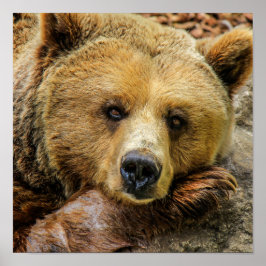 Poster Urso Grizzly