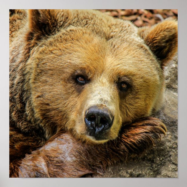Poster Urso Grizzly (Frente)