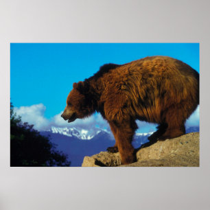 Poster Urso Grizzly