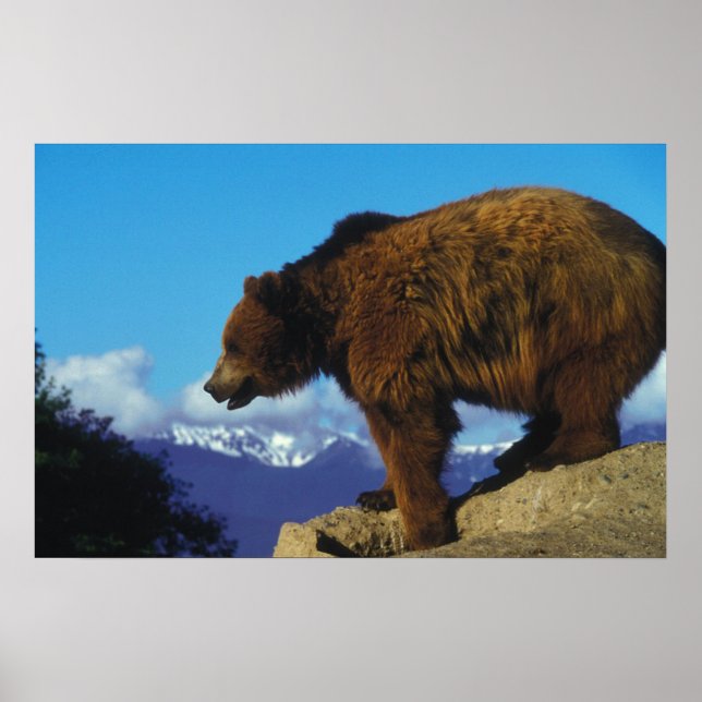 Poster Urso Grizzly (Frente)