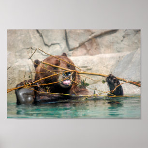 Poster Urso Grizzly Brincando na Água
