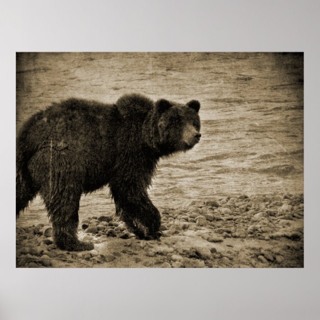 Poster Urso Grizzly em Antiguidade (Frente)