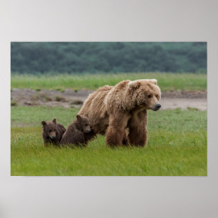Poster Urso Grizzly Mãe com Cubs Gêmeos