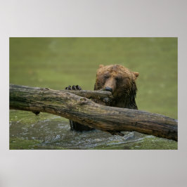 Poster Urso Grizzly Molhado