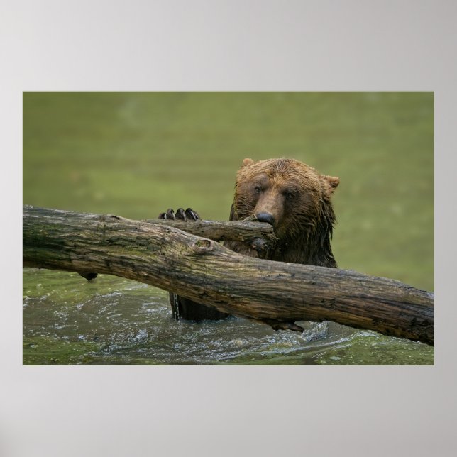 Poster Urso Grizzly Molhado (Frente)