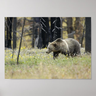 Pôster Urso Grizzly no Campo