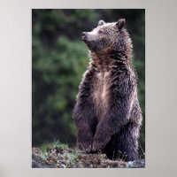 Urso Grizzly Permanente