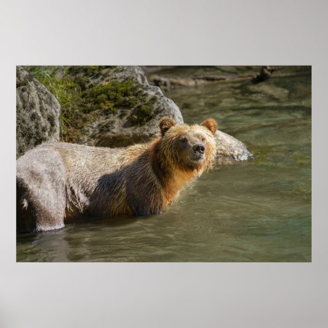Poster Urso Grizzly Selvagem No Rio Orford (Frente)