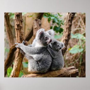 Pôster Urso Koala