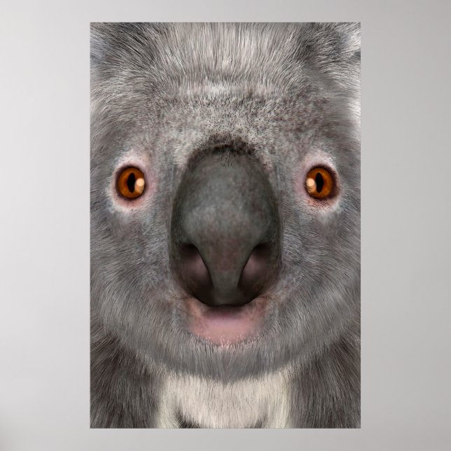 Poster Urso Koala (Frente)