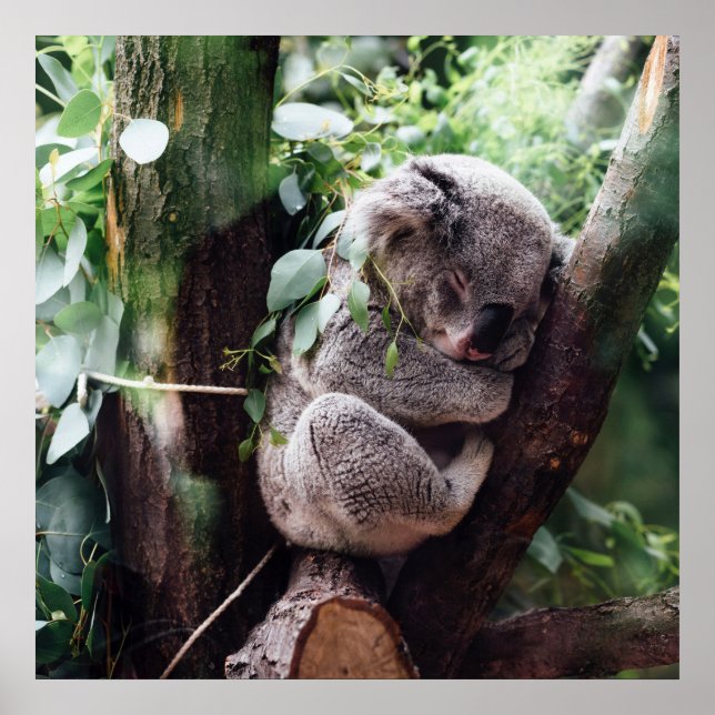 Pôster Urso Koala bonito relaxando em uma árvore (Frente)