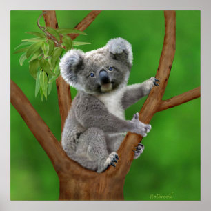 Poster Urso Koala De Olho Azul