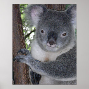 Poster Urso Koala Safari Australiano Paz Amor Natureza De