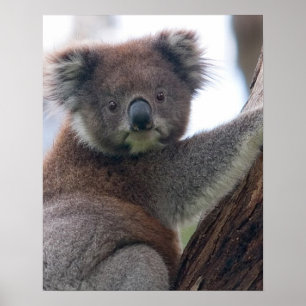 Poster Urso Koala Safari Australiano Paz Amor Natureza De