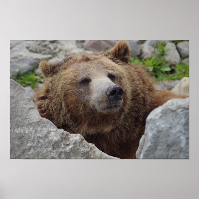 Poster Urso Kodiak (Frente)