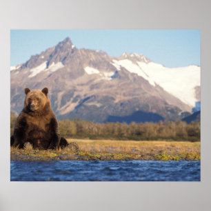 Pôster urso marrom, arctos do Ursus, urso de urso, Ursus