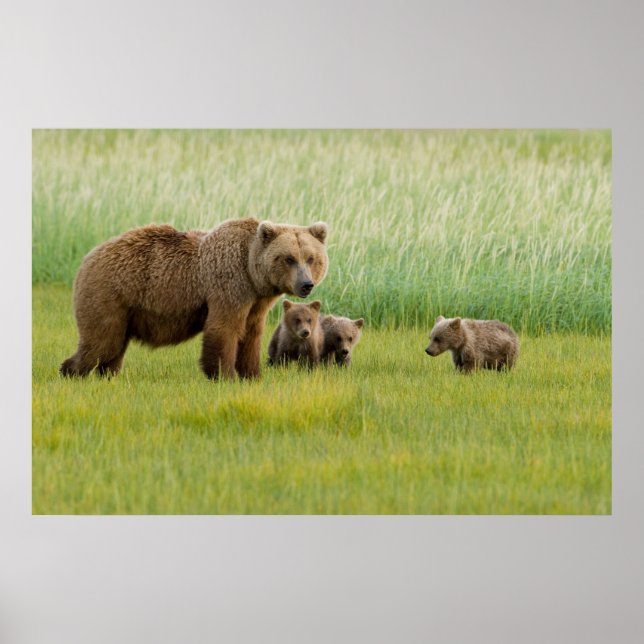 Poster Urso Marrom do Alasca com Cubs em um Prado (Frente)