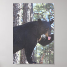 Urso Negro 
