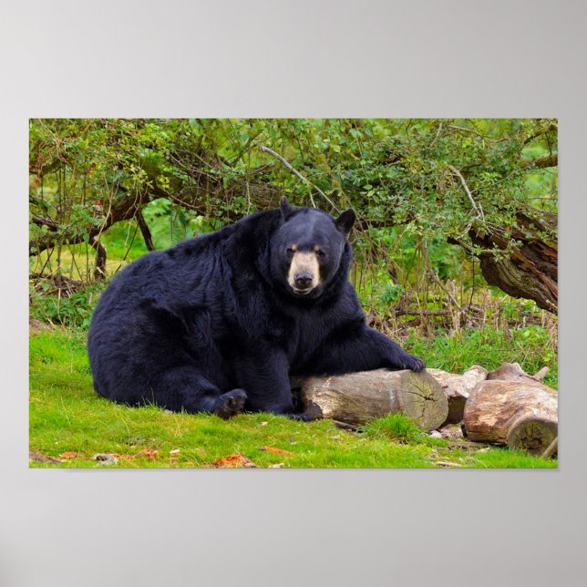 Pôster Urso Negro (Frente)