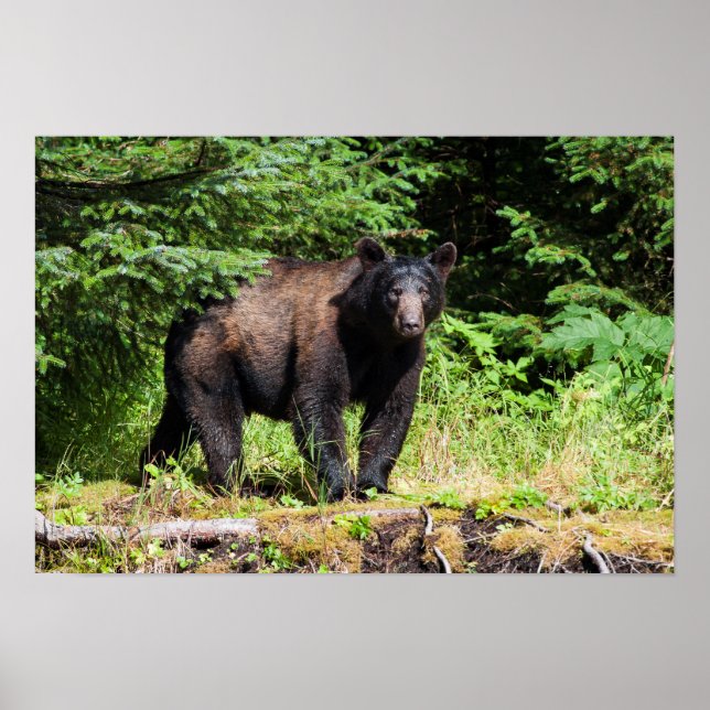 Poster Urso Negro Alfa (Frente)