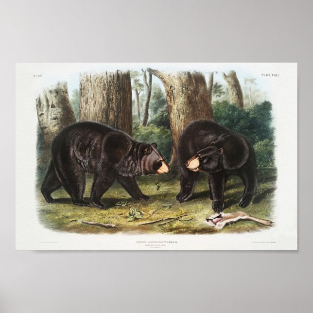 Poster Urso Negro Americano da América do Norte (1845) (Frente)