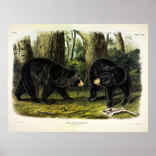 Poster Urso Negro Americano (Ursus Americanus) por Audubo (Frente)