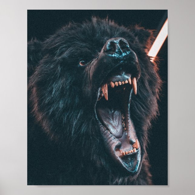Poster Urso Negro Bravo Dente Urso Negro (Frente)